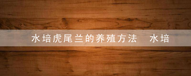 水培虎尾兰的养殖方法 水培虎尾兰如何养殖